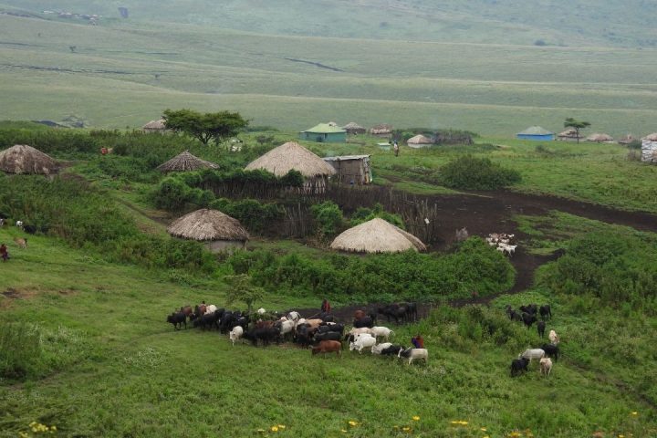ngorongoro