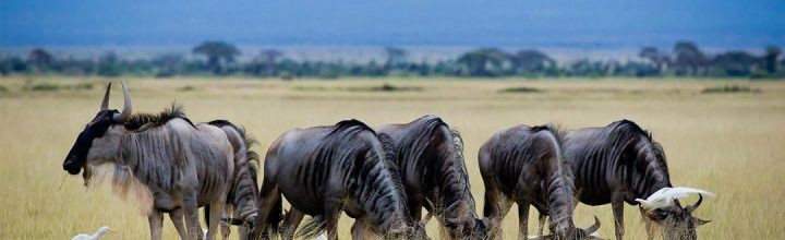 tanzania-family-safari.44-qmqhwa492w90e9yf8zxbr03v45xfl7leeq6wsw3zk0