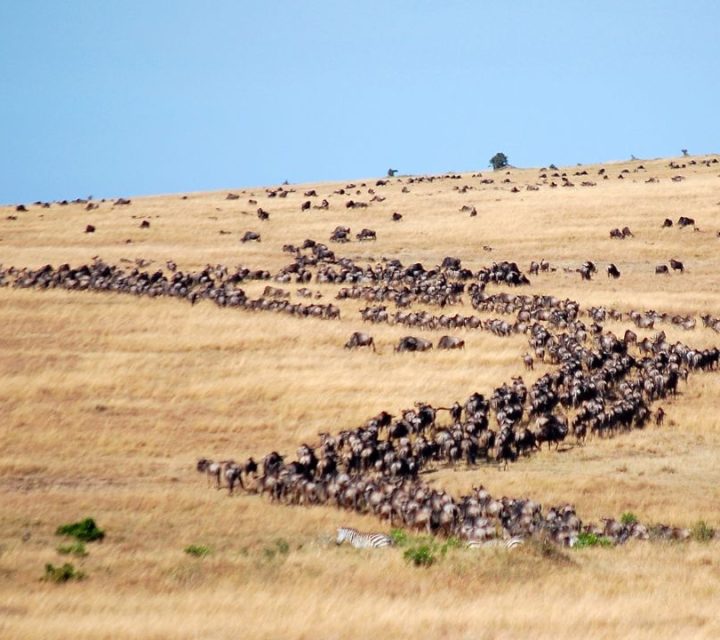 wildebeest migration